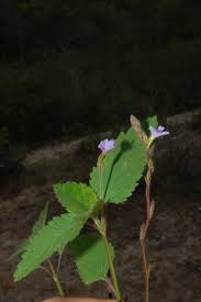 Image result for Stemodia serrata