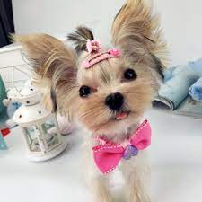 Amazon Com Pet Show Handmade Assorted Cute Pet Small Dogs Hair Bows Clips For Short Hairs Animals Cats Puppy Grooming Hair C Dog Hair Bows Cute Dogs Dog Hair