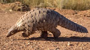 Despite their recognition as an endangered species and the supposed protection that brings, pangolin are now the most trafficked wild mammal species in the world. Hope For Pangolins As Protection Boosted In China Bbc News