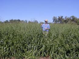 Image result for Urochloa brizantha