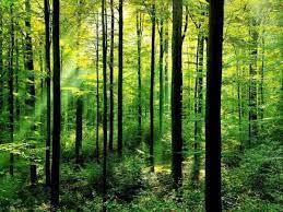 Untuk mendownload film bisa anda lakukan dengan mudah dan tentunya gratis. 3 5 Juta Hektar Hutan Di Sabah Dijadikan Hutan Simpan Kekal