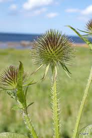 Image result for Tragus pedunculatus