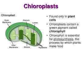 Although chloroplasts are microscopic pods inside tiny plant cells, they have a complex structure that allows them to capture. Chloroplast