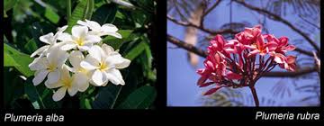 Image result for Dolichandrone alba