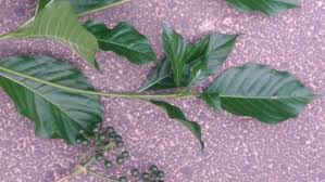 Image result for Pavetta sp. E