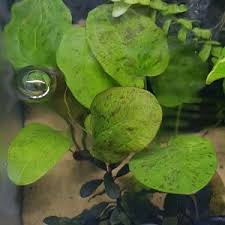 Image result for Nesaea crassicaulis