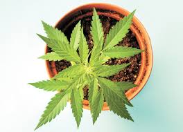 Magik dust (online play) sprinkle some magik grow dust all over your enchanted crop. A Bill Died That Would Have Allowed Washingtonians To Grow Their Own Weed But Advocates Aren T Giving Up Cannabis Issue Spokane The Pacific Northwest Inlander News Politics
