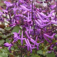 Image result for Plectranthus
