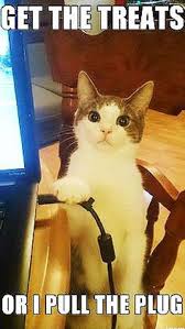 Pin By Lyle And Nancy Shaner On Cats Funny Animal Jokes Animal Jokes Funny Animal Quotes