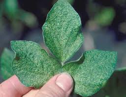 Image result for spotted spider mite
