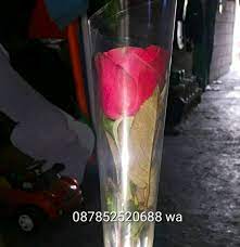 Menghauskan poket di hari valentine sehinggakan. Jual Sekuntum Bunga Mawar Hidup Di Lapak Nurbiana Bukalapak
