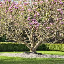 Image result for Magnolia × soulangiana