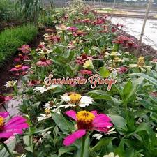 Check spelling or type a new query. Tanaman Bunga Refugia Bunga Dahlia Pencegah Hama Lazada Indonesia
