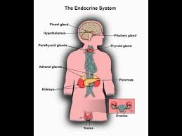 what is endocrine system function major glands of human body