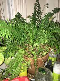 Boston fern (nephrolepis exaltata bostoniensis) is a type of sword fern, also known as the boston sword fern, wild boston fern, boston blue bell fern, tuber ladder fern, or fishbone fern. Help Does Anyone Know Why This Fern Is Dying I Want To Save It But Not Sure How Gardening