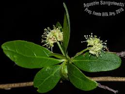 Image result for Terminalia brachystemma