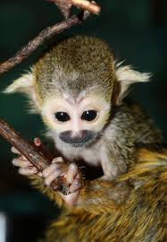 Up Close And Personal With A Baby Squirrel Monkey - ZooBorns