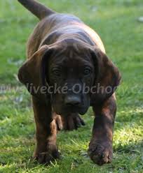 Image result for hannoverský barvář