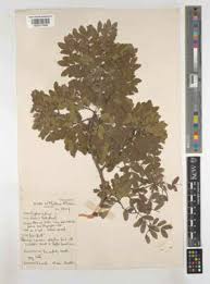 Image result for Cryptosepalum maraviense