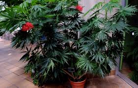 Image result for Jatropha multifida