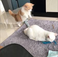Beni Sevdigini Bilmek Seni Sevdigimi Bilmek Cok Hos Bunu Birbirim Fanfiction Fanfiction Amreading Books Wattpad In 2020 Cute Cats And Kittens Cats Animals