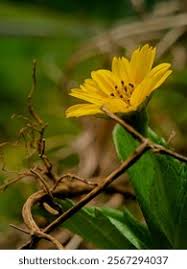 Image result for Aspilia