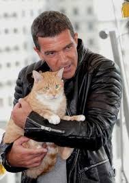 Antonio Banderas Cats Men With Cats Tabby Cat