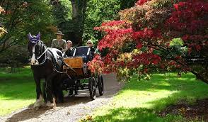 Carriage rides in Windsor Great Park ...
