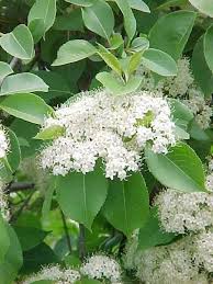 Viburnum Lentago Plant Finder Viburnum Deer Resistant Shade Plants Plants