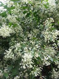 What is a climbing plant? Common Blooms Around The City Philippine Observers