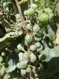 Powdery mildew colonies on upper leaf surface of infected grape leaf. Powdery Mildew Of Grapevines In Western Australia Agriculture And Food