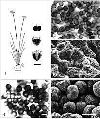 Image result for Syngonanthus welwitschii