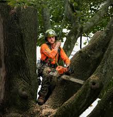 The Importance of Tree Care and Arborist Darwin For Your Landscaping  Projects - Suzy Bamboo