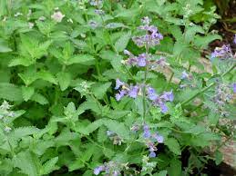 Check spelling or type a new query. Catmint Plant Tips For Care Of Catmint