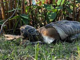 Python swallows 77-pound deer near Naples