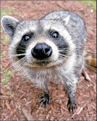 Dogs can get this dangerous condition when they fight with each other. Watch Now Raccoons Showing Signs Of Distemper Appearing In Mount Carmel Subdivision Health Care Timesnews Net