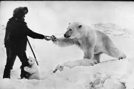 Polar bears are icons of the arctic & one of the most popular animals travellers want to see in the north. Pin On Animall