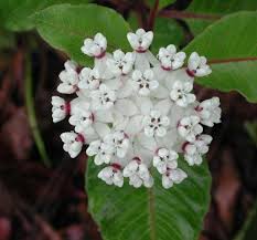 Asclepias Variegata Bring Back The Monarchs Asclepias White Flowering Plants Native Garden