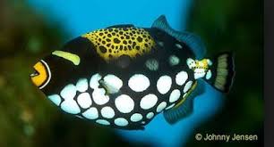 Black And Yellow Fish Saltwater Black White Yellow Fish Pattern Saltwater Aquarium Fish Ocean Creatures Marine Fish