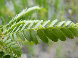 Image result for Phyllanthus friesii