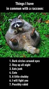 Pin By Brandy Lynn Ford On Caturday Funny Animal Memes Funny Animals Animal Memes