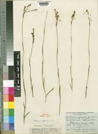 Image result for Platycoryne crocea