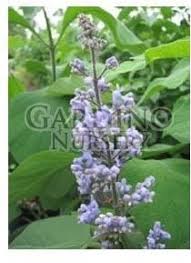 Image result for Clutia paxii