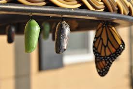 Your browser doesn't support html5 audio. What Is The Plural Of Chrysalis The Word Counter