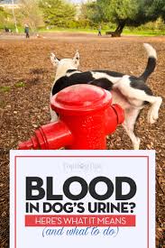 Blood In Dog Urine Hematuria What It Means And What You Should Do