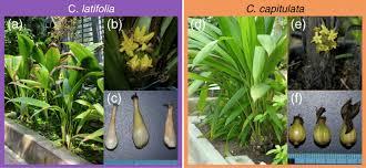 Image result for Curculigo