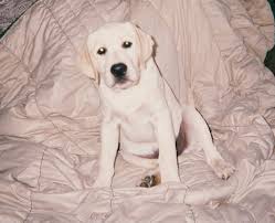 Find labrador retrievers for sale in bellingham, wa on oodle classifieds. Rosewood English Labrador Retrievers Home Facebook