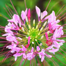 Spider Flower Cleome 15 Sementes Soflor Sementes Cleome Flowers Bees Plants Flowers