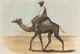 This lovely camel is one of the easiest tutorials on our website. Noyes Edward Riding Camel Painting By Noyes Edward