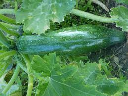 Zucchini is a real power producer! Growing Zucchini Organic Squash Farming In Home Garden